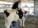 It Is Happy Cow Time In America!
